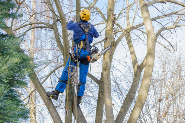 Best Palm Tree Trimming  in Mechanicstown, NY
