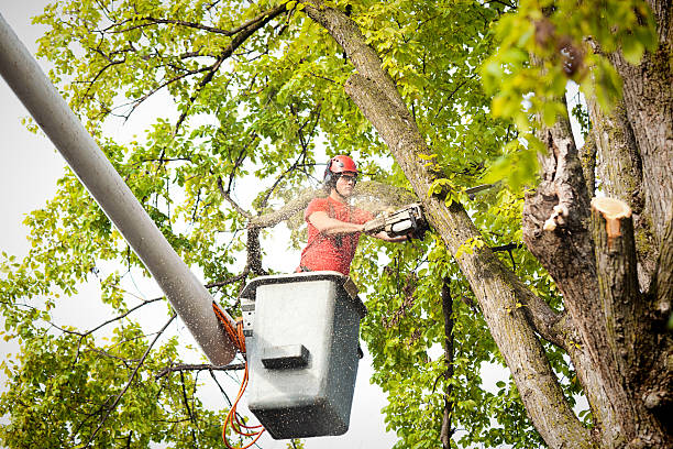 Mechanicstown, NY Tree Care Company